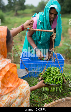 Les agriculteurs pèsent une femme harviest au chili dans l'État du Bihar, en Inde. Banque D'Images