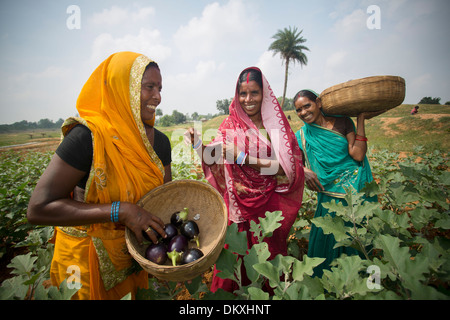 Dans l'État du Bihar agricultrice, de l'Inde. Banque D'Images