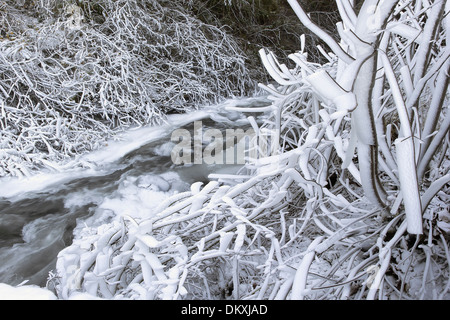 Glace et neige le long de l'eau qui coule une rivière ou un fleuve avec des glaçons sur les branches d'arbres en hiver Banque D'Images