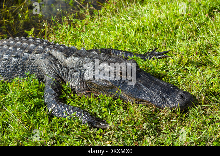 Alligator Alligator mississippiensis) (sur la Shark Valley loop road, le Parc National des Everglades, au sud de la Floride, USA Banque D'Images