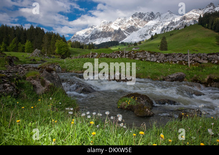 Suisse Europe Alpes Alp Luttertannen Säntis montagnes fleurs river flow brook plan d'eau eau eaux Banque D'Images