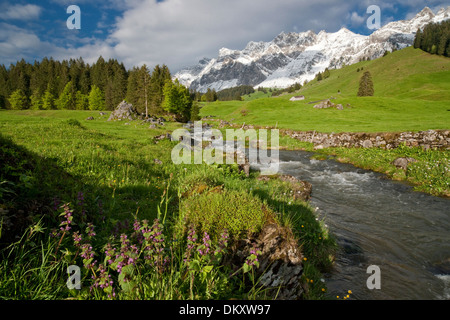 Suisse Europe Alpes Alp Luttertannen Säntis montagnes fleurs river flow brook plan d'eau eau eaux Banque D'Images