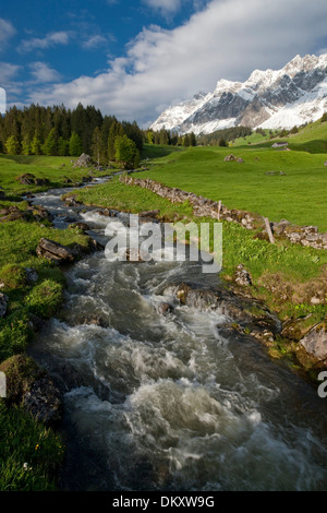 Suisse Europe Alpes Alp Luttertannen Säntis montagnes fleurs river flow brook plan d'eau eau eaux Banque D'Images