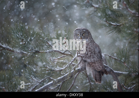 Une chouette lapone (Strix nebulosa) dans la neige, Missoula, Montana Banque D'Images