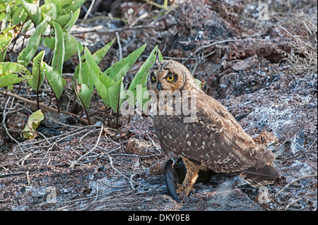 Les Galápagos le hibou des marais (Asio flammeus galapagoensis), l'île de Genovesa, Galapagos, Equateur Banque D'Images