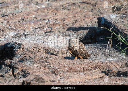 Les Galápagos le hibou des marais (Asio flammeus galapagoensis), l'île de Genovesa, Galapagos, Equateur Banque D'Images