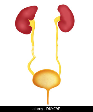 Système urinaire, dessin Banque D'Images