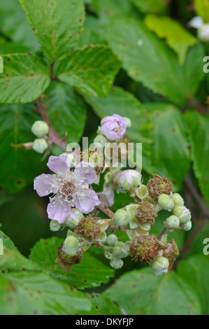 Bramble : Rubus fruticosus agg. Les fleurs et les mûres. Devon, Angleterre Banque D'Images