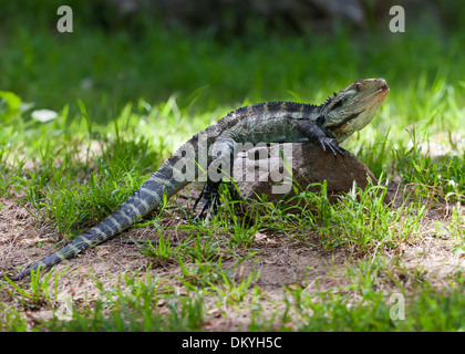 Australian Water dragon assis sur un rocher dans l'herbe. (Intellagama lesueurii) Banque D'Images