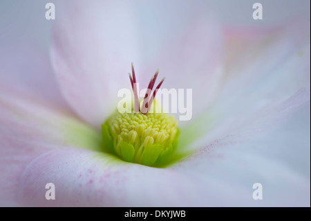 Image en gros plan d'une seule rose Helleborus x hybridus 'Walberton Huis's Rosemary flower Banque D'Images