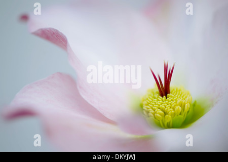 Image en gros plan d'une seule rose Helleborus x hybridus 'Walberton Huis's Rosemary flower Banque D'Images