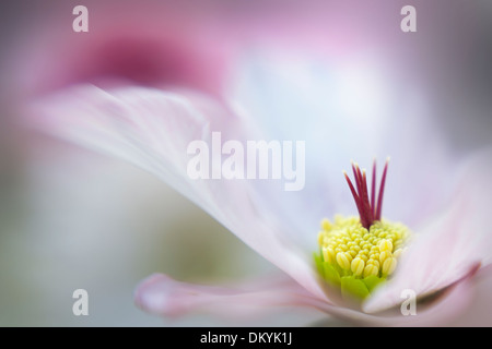 Image en gros plan d'une seule rose Helleborus x hybridus 'Walberton Huis's Rosemary flower Banque D'Images