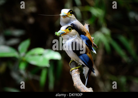 Beau mâle Silver-breasted (Serilophus Broadbill lunatus) assis sur la succursale de Kaeng Krachan National Park, Thaïlande Banque D'Images