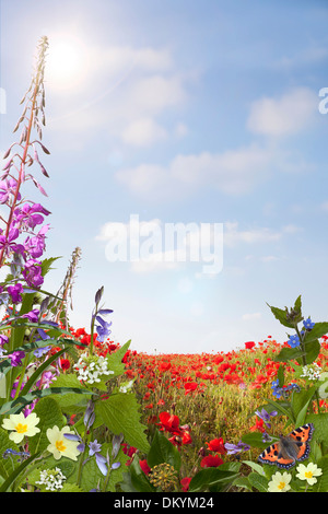 Fond de fleurs sauvages avec des coquelicots, primevères et jacinthes. Banque D'Images