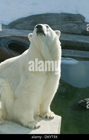 Un ours blanc dans le Zoo de Moscou. Banque D'Images