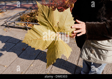 Importante société américaine de platane (Platanus occidentalis) feuille - Séoul, Corée du Sud Banque D'Images