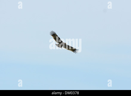 Seule une plus grande belle Spotted Eagle (Aquila clanga) volant dans le ciel Banque D'Images