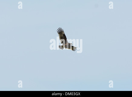 Seule une plus grande belle Spotted Eagle (Aquila clanga) volant dans le ciel Banque D'Images