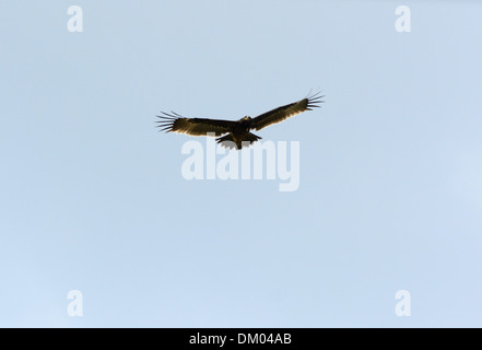 Seule une plus grande belle Spotted Eagle (Aquila clanga) volant dans le ciel Banque D'Images