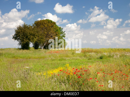 Joli style impressionniste wild flower meadow. Banque D'Images