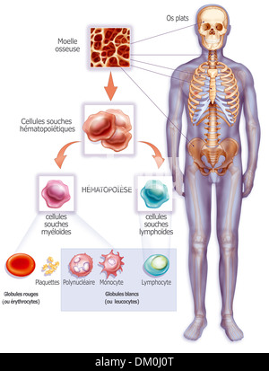 L'hématopoïèse, dessin Banque D'Images