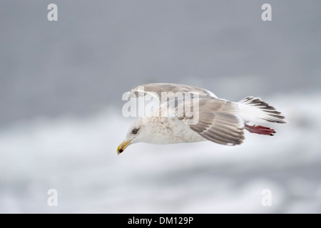 Thayer's Gull (Larus thayeri) volant au-dessus des banquises, Rausu, Hokkaido, Japon. Banque D'Images