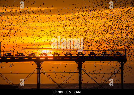 Aberystwyth, Pays de Galles, Royaume-Uni. 10 décembre 2013. Un murmuration d'étourneaux au coucher du soleil sur la vieille jetée victorienne à Aberystwyth, sur la côte ouest du pays de Galles, Royaume-Uni. . Chaque soir pendant l'hiver jusqu'à 50 000 étourneaux se rassemblent au crépuscule pour se percher sur les jambes de fer de fonte de la jetée Crédit photo : Keith morris/Alamy Live News Banque D'Images