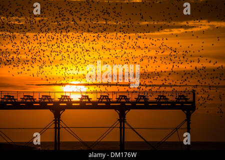 Aberystwyth, Pays de Galles, Royaume-Uni. 10 décembre 2013. Un murmuration d'étourneaux au coucher du soleil sur la vieille jetée victorienne à Aberystwyth, sur la côte ouest du pays de Galles, Royaume-Uni. . Chaque soir pendant l'hiver jusqu'à 50 000 étourneaux se rassemblent au crépuscule pour se percher sur les jambes de fer de fonte de la jetée Crédit photo : Keith morris/Alamy Live News Banque D'Images