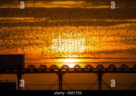 Aberystwyth, Pays de Galles, Royaume-Uni. 10 décembre 2013. Un murmuration d'étourneaux au coucher du soleil sur la vieille jetée victorienne à Aberystwyth, sur la côte ouest du pays de Galles, Royaume-Uni. . Chaque soir pendant l'hiver jusqu'à 50 000 étourneaux se rassemblent au crépuscule pour se percher sur les jambes de fer de fonte de la jetée Crédit photo : Keith morris/Alamy Live News Banque D'Images