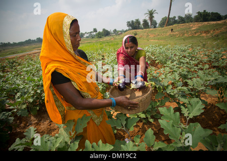 Dans l'État du Bihar agricultrice, de l'Inde. Banque D'Images