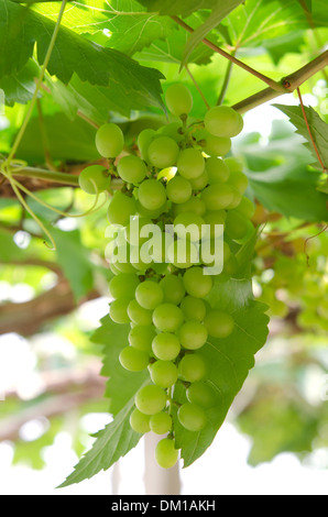 Raisin avec des feuilles vertes sur les fruits de la vigne. Banque D'Images