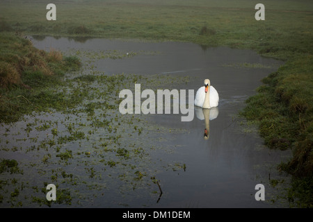 Une famille swan piscine dans un petit ruisseau. Banque D'Images