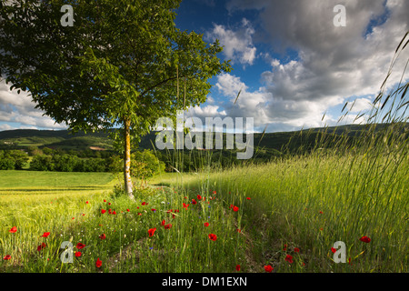 Coquelicots dans un champ d'orge près de Campi, Valnerina, Ombrie, Italie Banque D'Images