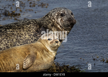 Sceau commun également connu sous le nom de port (ou port) seal (Phoca vitulina, Shetland, Écosse Banque D'Images