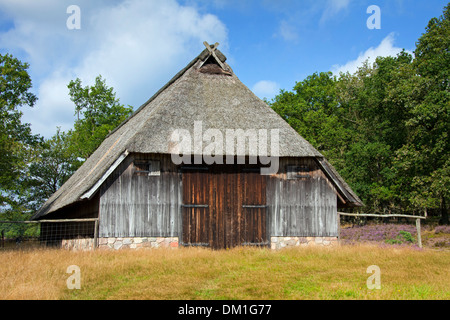 Bergerie traditionnelle / moutons côte à la Lande de Lunebourg / Lunenburg, Basse-Saxe, Allemagne Banque D'Images