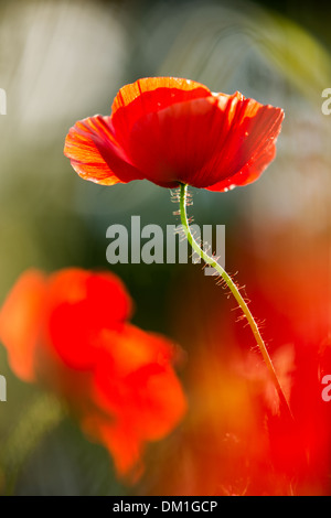 Coquelicots dans un champ près de Campi, Valnerina, Ombrie, Italie Banque D'Images