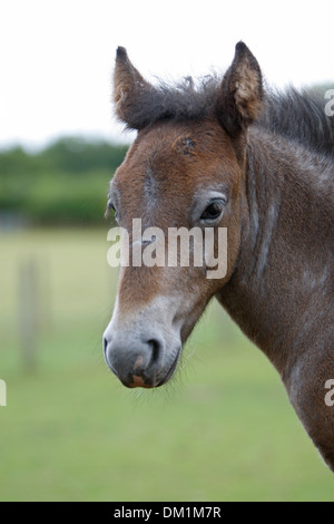 Poulain Poney Eriskay Banque D'Images