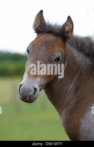 Poulain Poney Eriskay Banque D'Images