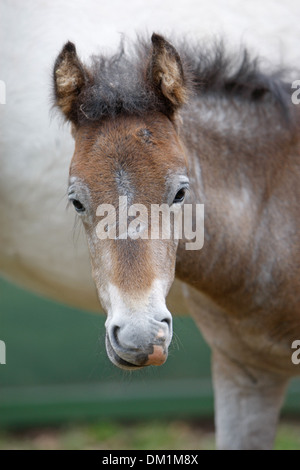 Poulain Poney Eriskay Banque D'Images