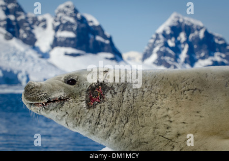 Un mâle seal crabiers Lobodon carcinophaga en antarctique montrant les blessures de lutter contre d'autres mâles pendant la saison de reproduction Banque D'Images