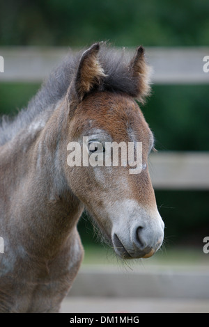 Poulain Poney Eriskay Banque D'Images