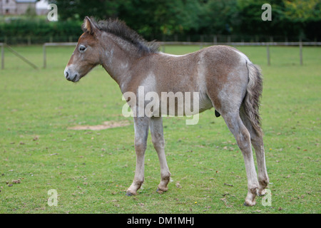 Poulain Poney Eriskay Banque D'Images