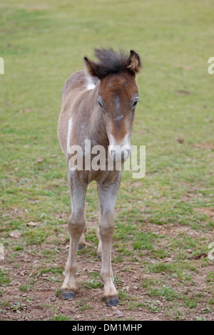 Poulain Poney Eriskay Banque D'Images