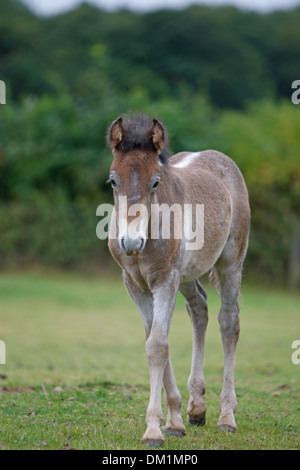 Poulain Poney Eriskay Banque D'Images