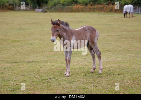 Poulain Poney Eriskay Banque D'Images