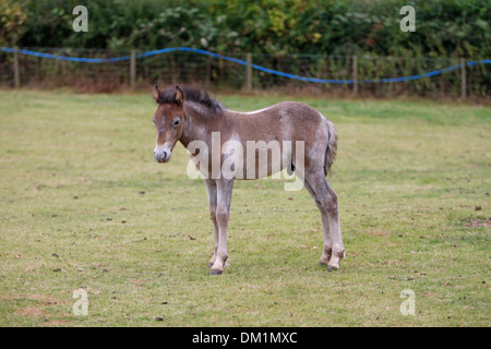 Poulain Poney Eriskay Banque D'Images