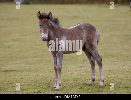 Poulain Poney Eriskay Banque D'Images