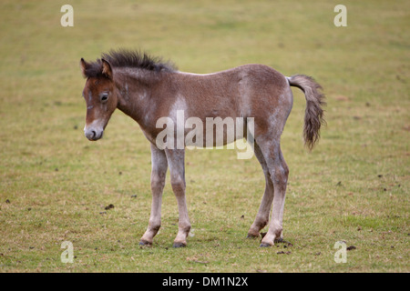 Poulain Poney Eriskay Banque D'Images