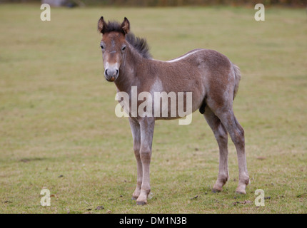 Poulain Poney Eriskay Banque D'Images