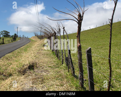 Une haie faite d'un mélange de postes et arbres vivants protège un champ agricole, celui-ci au Costa Rica. Banque D'Images